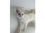 Snowflake, Domestic Shorthair For Adoption In Divide, Colorado