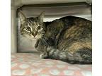 Calica, Domestic Shorthair For Adoption In Vancouver, Washington