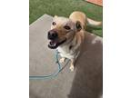 Daisy, Labrador Retriever For Adoption In Farmington, New Mexico