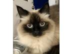 Piper (front Declaw) (shop Cat), Ragdoll For Adoption In Martinez,