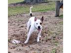 Lucas, American Pit Bull Terrier For Adoption In Houston, Texas