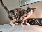 Butterfly, Domestic Shorthair For Adoption In Greensburg, Pennsylvania