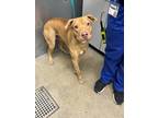 Wilbur Whiskey 115, American Pit Bull Terrier For Adoption In Cleveland, Ohio