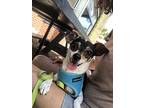 Mercedes, Rat Terrier For Adoption In Ladson, South Carolina