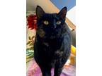 Sekhmet, Domestic Shorthair For Adoption In Ossipee, New Hampshire