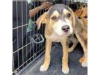 Adopt O'pal a Labrador Retriever, Golden Retriever