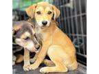 Adopt Odette a Labrador Retriever, Golden Retriever