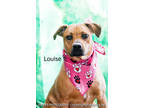 Louise, Terrier (unknown Type, Small) For Adoption In Cedar Rapids, Iowa