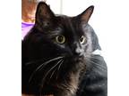 Ravin, Domestic Longhair For Adoption In Greenfield, Indiana