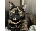 Adopt Flamingo a Domestic Short Hair