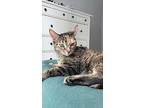 Julie, Domestic Shorthair For Adoption In Toronto, Ontario