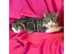 May, Domestic Shorthair For Adoption In Rowland Heights, California