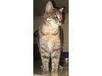 Bell, Domestic Shorthair For Adoption In Squamish, British Columbia
