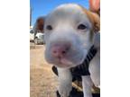 Adopt Baby friendly staffie puppies!! a American Staffordshire Terrier