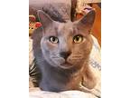 Prince, Domestic Shorthair For Adoption In Rockaway, New Jersey