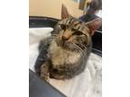 Apter, Domestic Shorthair For Adoption In Columbia, South Carolina
