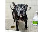 Aiesha, American Pit Bull Terrier For Adoption In Oakland, California