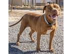 Gypsy, American Pit Bull Terrier For Adoption In Pahrump, Nevada