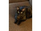 Bugs, Domestic Shorthair For Adoption In Portland, Oregon