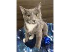 Havok, Domestic Shorthair For Adoption In Winchester, California