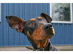 Arrow, Doberman Pinscher For Adoption In Santa Cruz, California