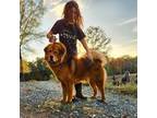 Tibetan Mastiff Puppy for sale in Lancaster, SC, USA