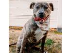 Adopt Cher a Mountain Cur