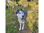 Adopt Ory a Husky