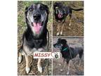 Adopt Missy a Shepherd