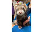 Adopt Itty Bitty a Ferret