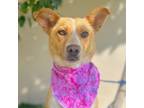 Adopt LUCY a Terrier