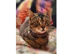 Adopt Mollie a Domestic Short Hair, Tabby