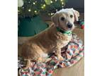 Adopt Isabelle a Goldendoodle