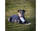 Adopt Hope Again: Kiko a Australian Cattle Dog / Blue Heeler
