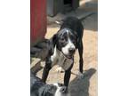 Adopt Natalie a Labrador Retriever, Mixed Breed