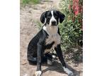 Adopt Maisie a Labrador Retriever, Mixed Breed