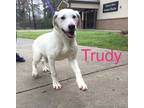 Adopt Trudy aka Torri (3800 FIR) a Labrador Retriever, Mixed Breed