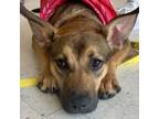 Adopt NEVAEH a German Shepherd Dog