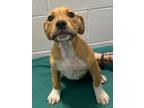 Adopt Constance a Boxer, Mixed Breed