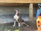 Adopt Smoky a Pit Bull Terrier