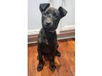 Adopt Persephone a Chocolate Labrador Retriever, Mixed Breed