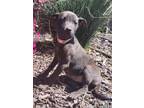 Adopt Stella Luna a Chocolate Labrador Retriever, Mixed Breed