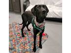 Adopt Sookie a Great Dane