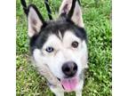 Adopt Jackie a Husky