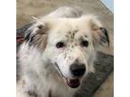 Adopt Dottie a Australian Shepherd