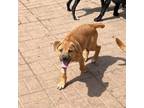 Adopt Ruthie a Yellow Labrador Retriever