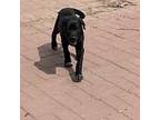 Adopt Rachel a Black Labrador Retriever, Pointer