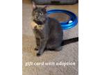 Adopt PENNY a Domestic Short Hair