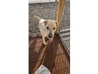 Adopt Melanie a Labrador Retriever, Mixed Breed