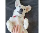 Adopt Vela a Jack Russell Terrier